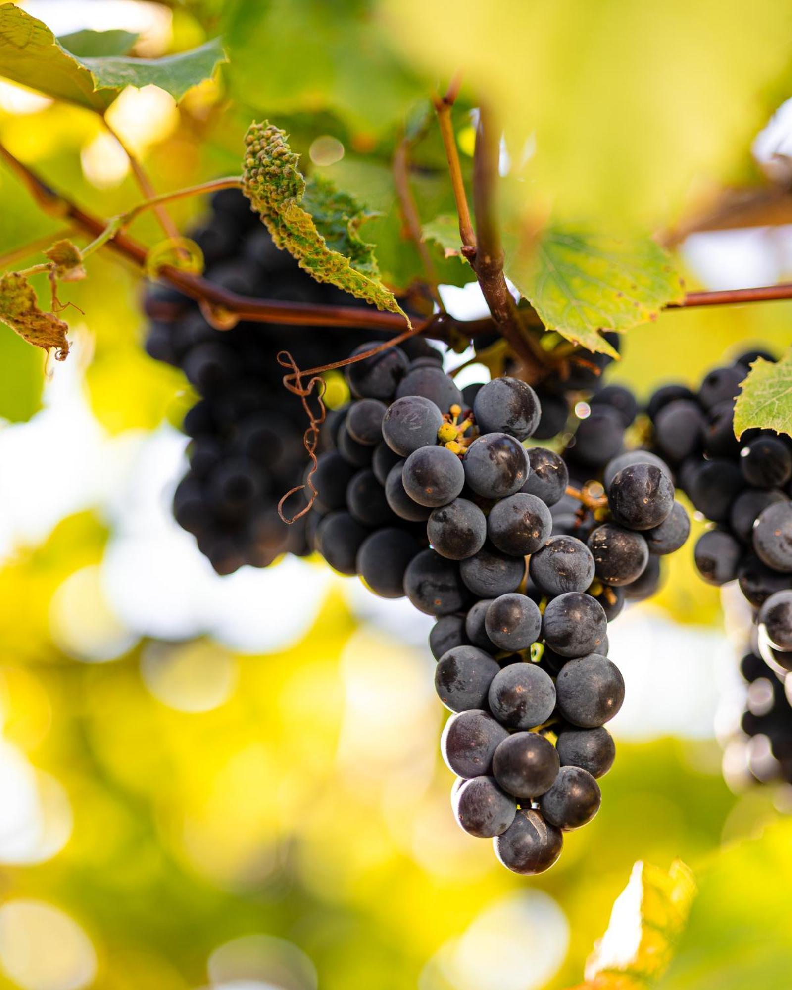 Agriturismo Acquachiara 사바우디아 외부 사진